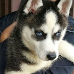 Meet your Posher, Susan